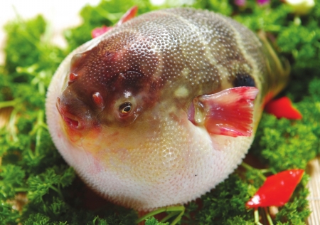 美团犹如河豚肉，看似美味却充满风险？ 